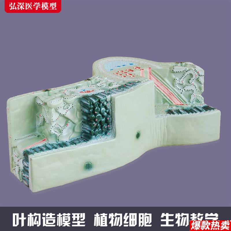 树叶构造模型植物细胞组织结b构叶脉纵横切面生物教学模具道具教