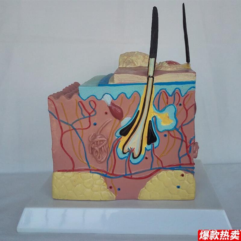包邮狗病态.健康皮肤解I剖比较模型动物解剖兽医用具
