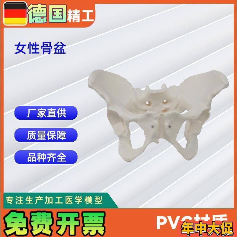 女性骨盆模型盆腔器官骨骼解剖结构造教学仿U真女性骨骼模型