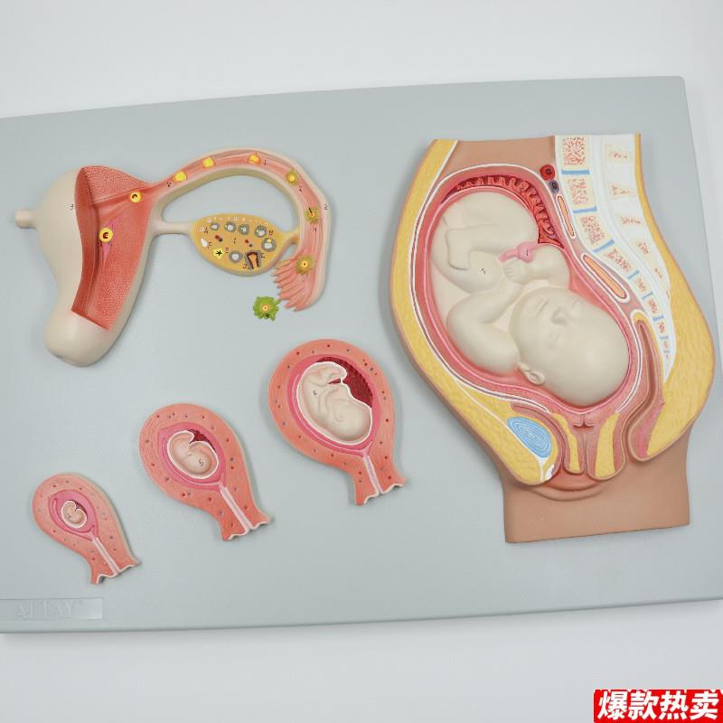 受精卵形成过程妊娠胚胎发育生殖医学科普产K科临床教学精卵结合