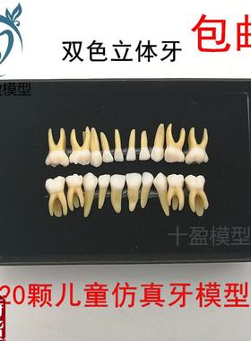 20颗双色乳牙有牙根开r髓离体牙模型儿童全口标准牙齿模型M7020