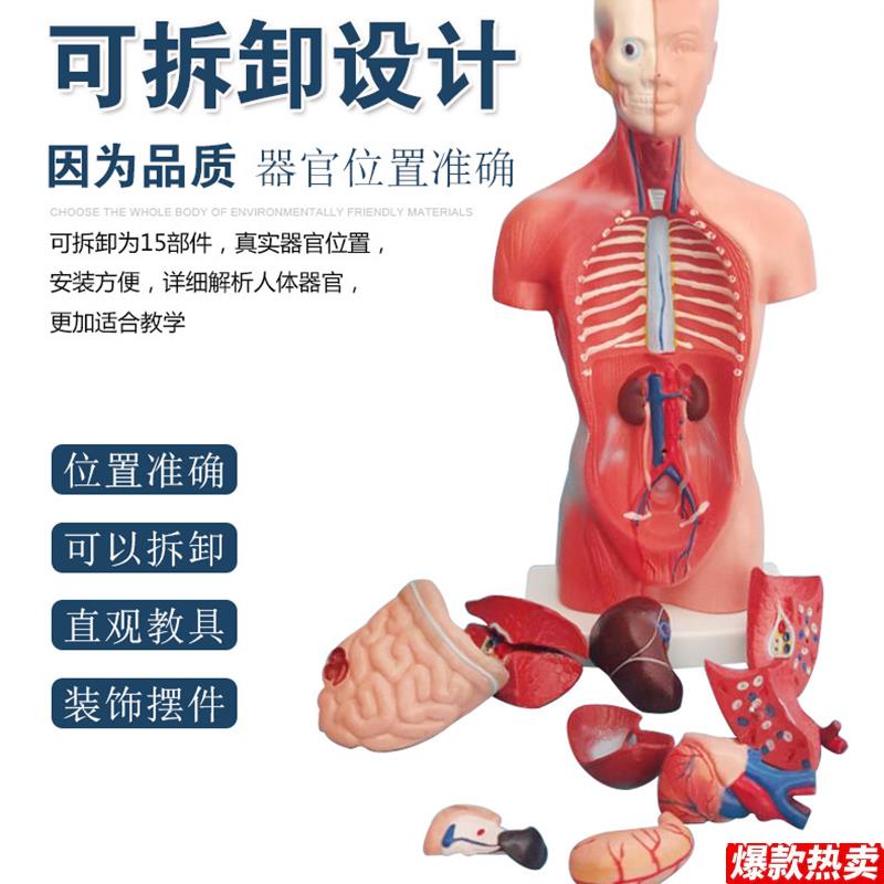 28CM人体躯干模型可拆卸器官模L型内脏器官分布模型人体解剖模型