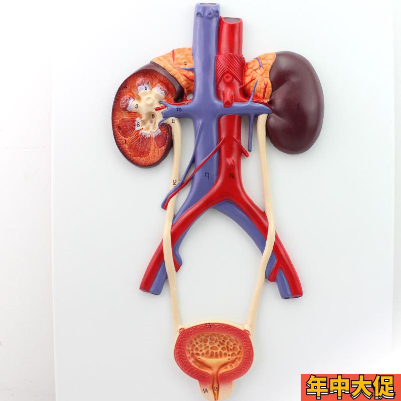 ENOVO颐诺人体泌尿系统模型A输尿管膀胱尿道模型肾解剖模型医学泌