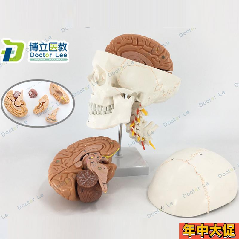 人体头颅骨大脑模型头骨模型1:1颅脑神L经外科解剖头骨模型医教