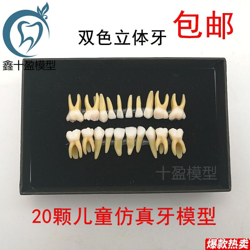 20颗双色乳牙有牙根开髓离体牙模型儿童全口标准t牙齿模型M7020