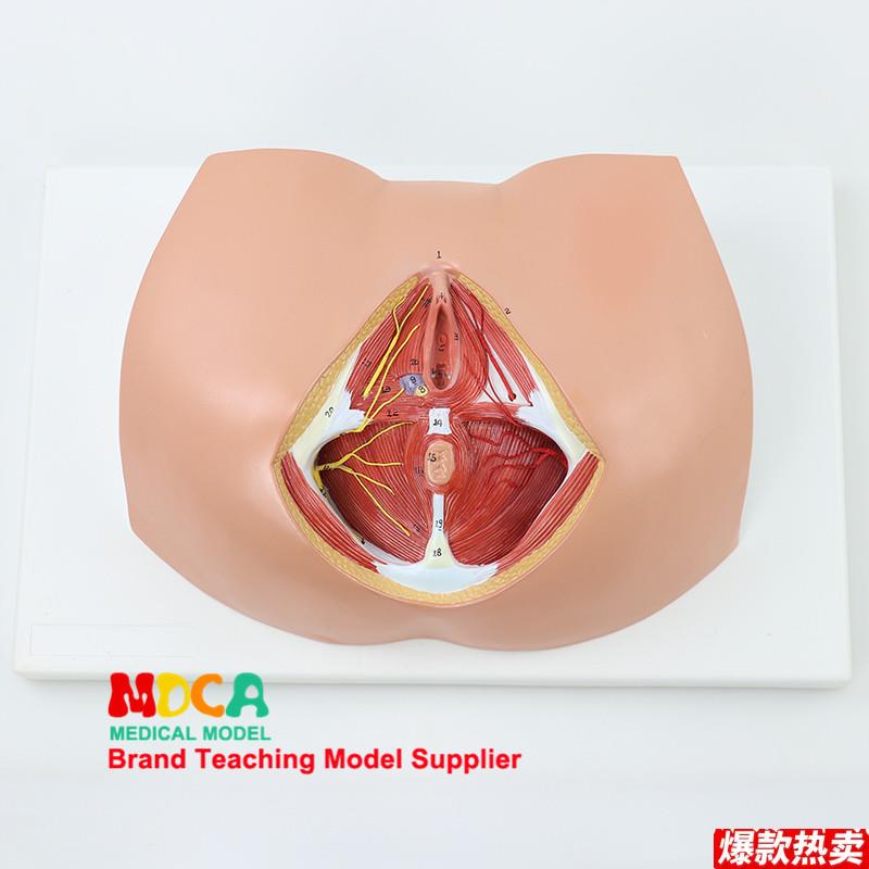 生殖泌尿肛肠科神经I肌肉妇科女性会阴解剖模型医学教学MMNXT005