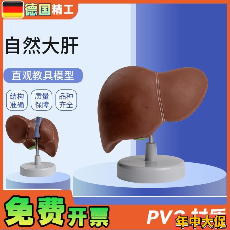 德国】自然大肝 自然大医学教学模型人体解剖模型Y肝胰解剖模