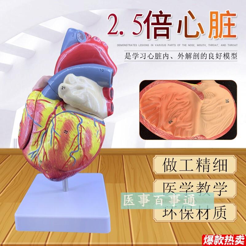 1:1人体E心脏模型B超彩超声医学心内科心脏解剖教学模型自然大心