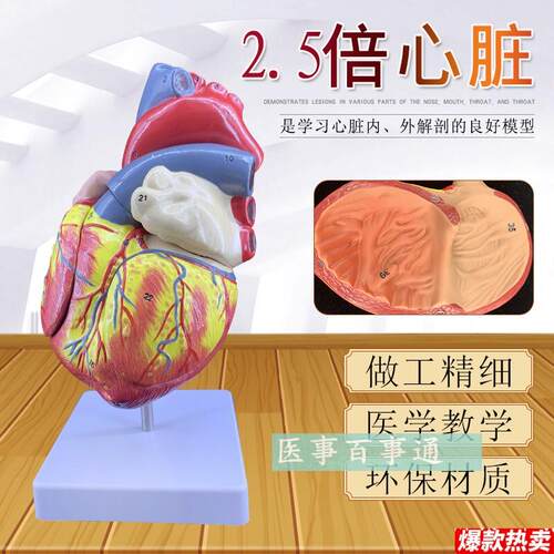 1:1人体E心脏模型B超彩超声医学心内科心脏解剖教学模型自然大心