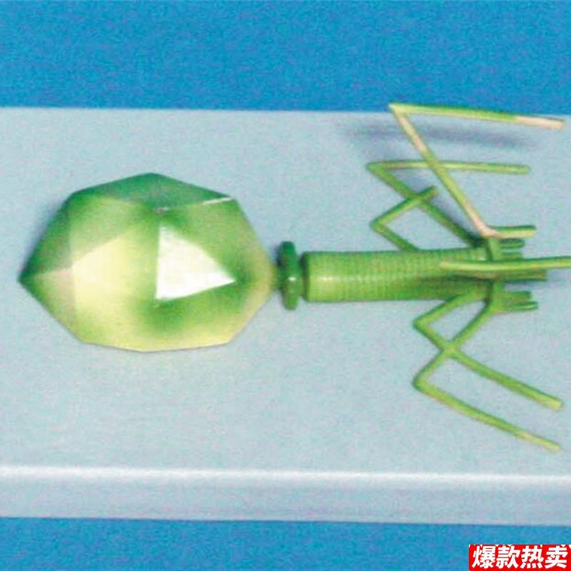 噬菌体病毒模型病毒结构模型生物x教学医学讲解展示