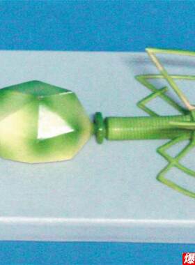 噬菌体病毒模型病毒结构模型生物x教学医学讲解展示
