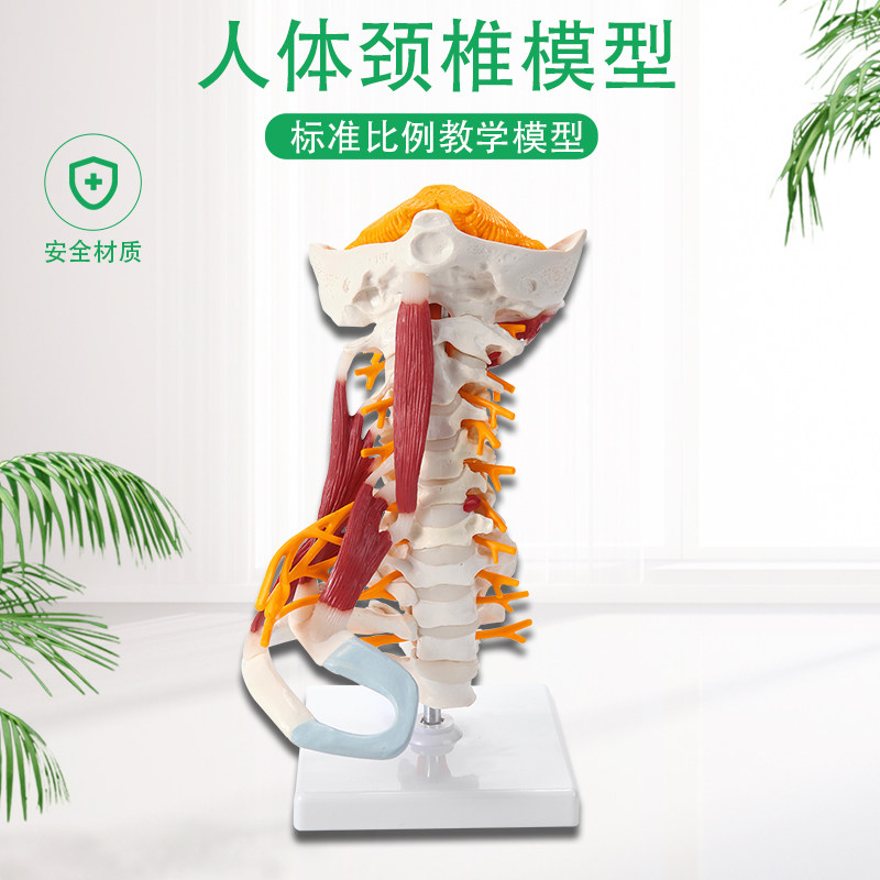 人体颈椎模型带肌肉神经脑干枕骨脊椎G脊柱医学教学骨骼模型可拆