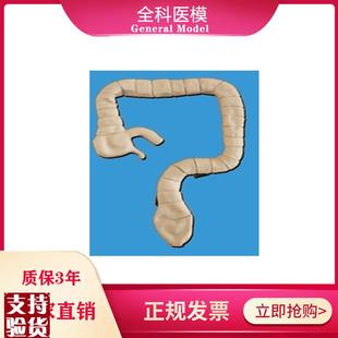 乙状结肠镜检查模型大u肠肠道病理检查模型教学示教模具