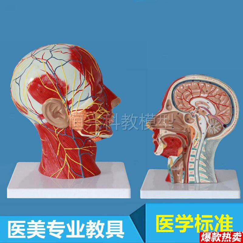 头面部模型浅层肌肉神经血管微整形医美教学z鼻咽喉颅脑口腔舌咽