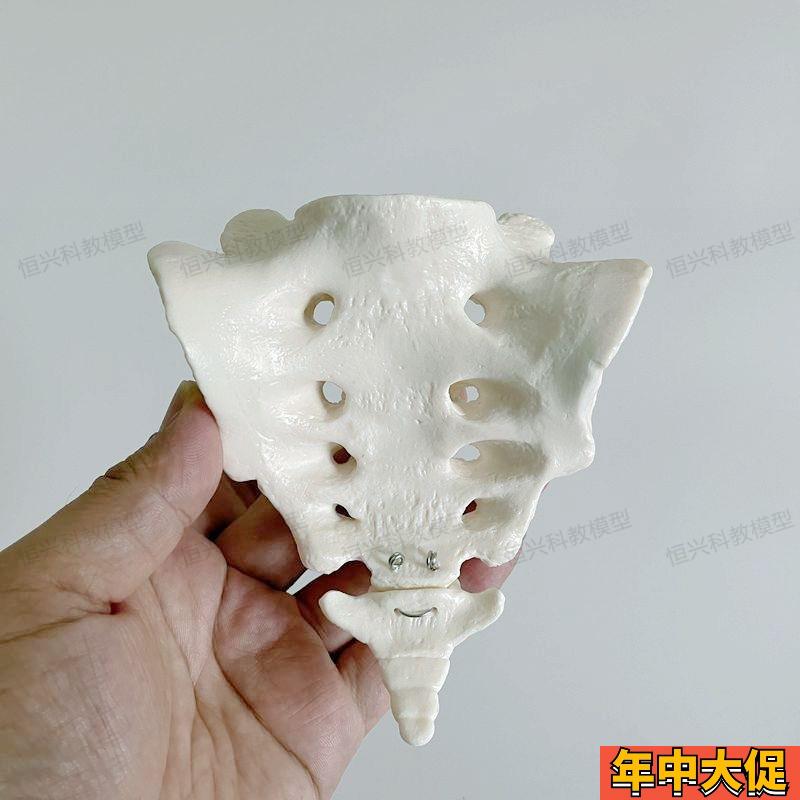 1比1尾巴骨骶椎瑜伽教学健身针灸穴位小针刀自P然大游离骨散装尾