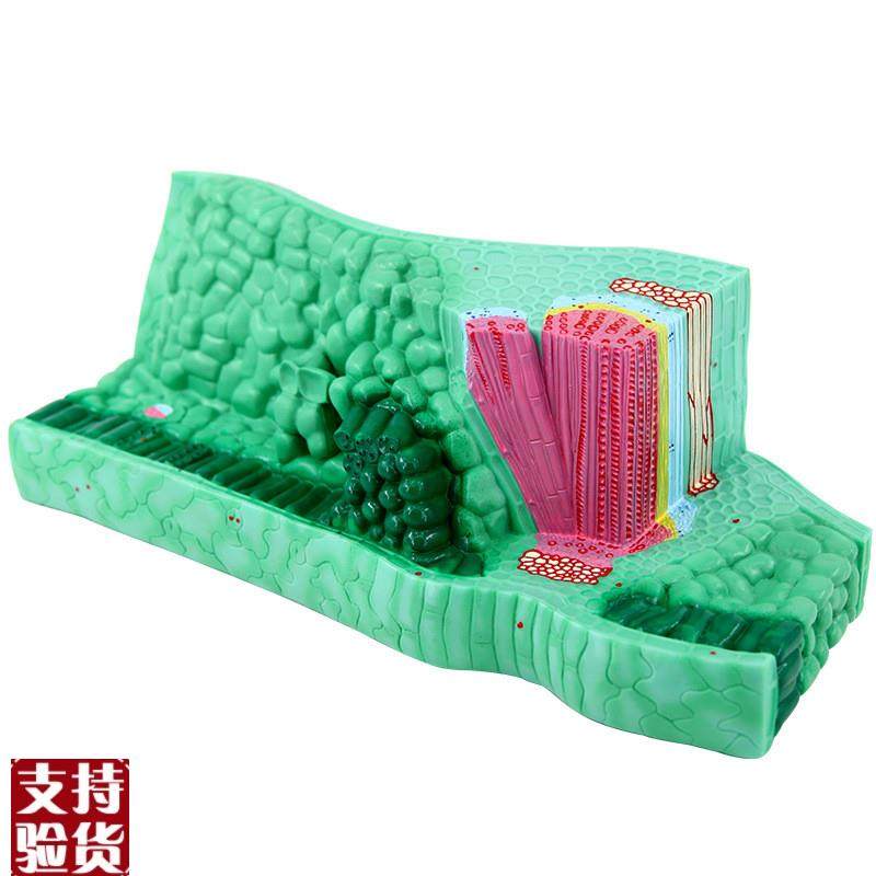 叶片结构植物f细胞叶子导管筛管生物教学仪器中学实验教育装备促,玩具/童车/益智/积木/模型,其他模型玩具,淘宝优惠券,粉丝福利购,淘宝优惠卷