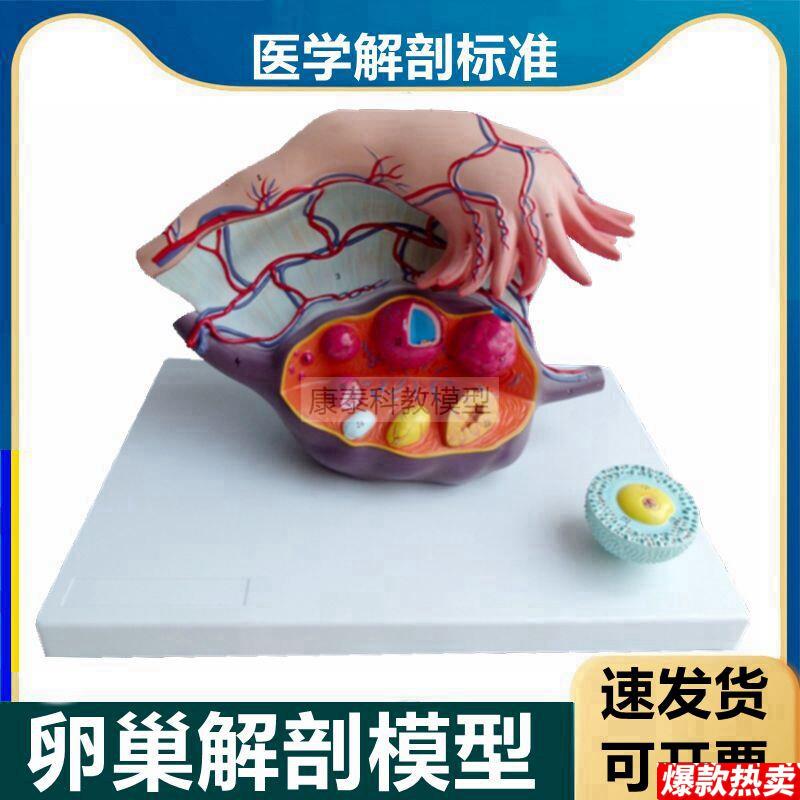 卵巢模型输卵管黄体白体月经周期卵泡G女生殖子宫结构生理功能卵