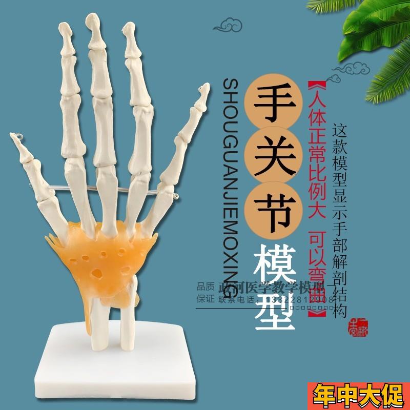 自然大手a关节模型(附韧带) 人体手关节模型 各类骨骼关节模型