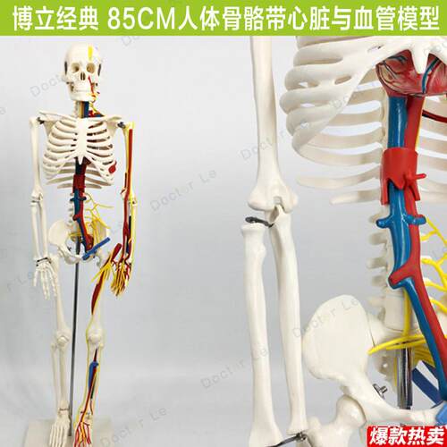 85cm人.体骨骼模型带心脏血管神经可拆卸骨架医用教学标本小针刀