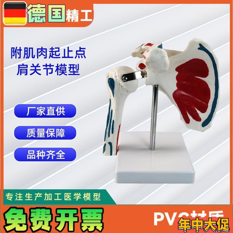 附肌肉起止点肩关p节模型实力工厂直营源头教学学习