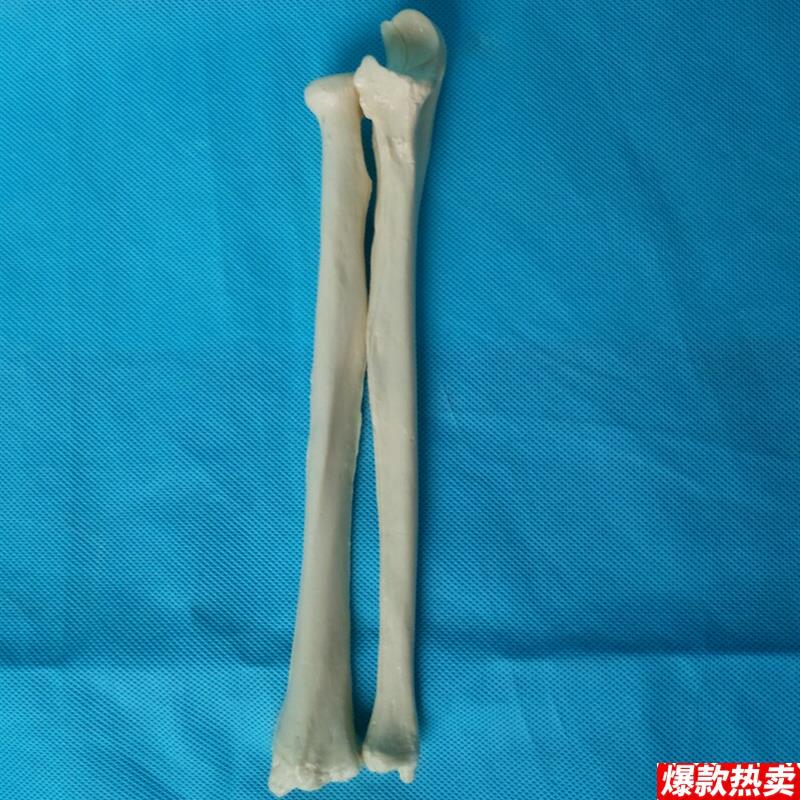 人体1:1S桡骨尺骨模型骨骼骨架模型医用教学模型