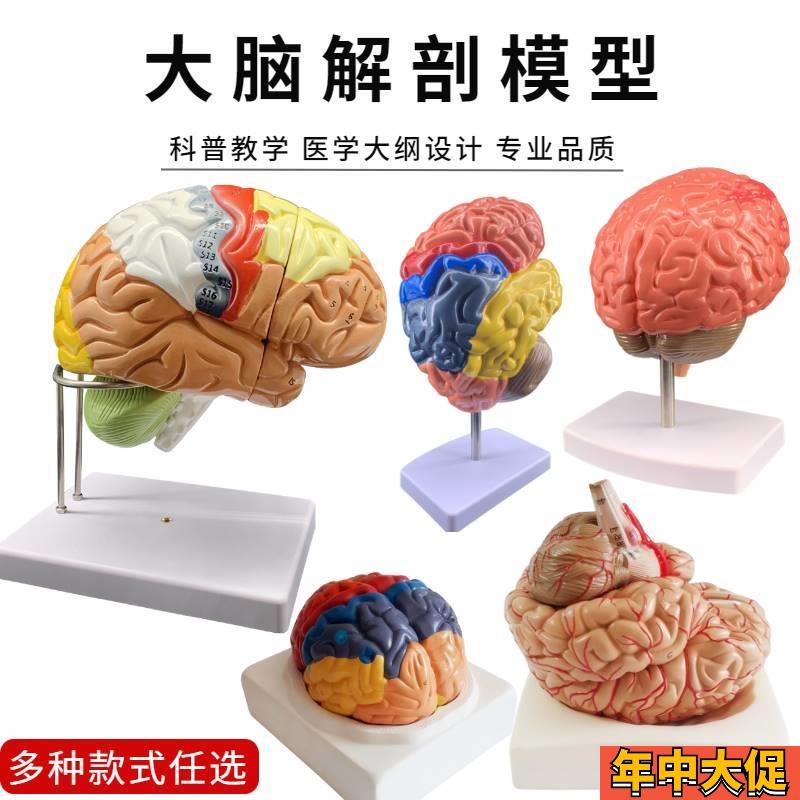 人体大脑解剖模j型脑模型脑功能区域色分模型人脑动脉构造脑神经