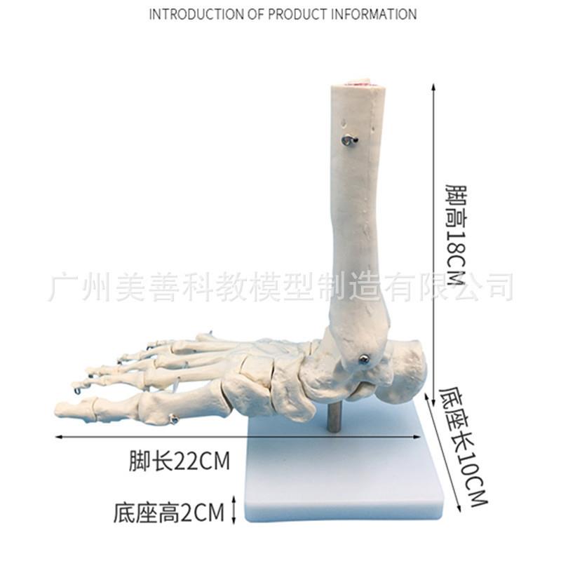人体医学11人体踝关节模型足关节脚关节手足X外科教学模型