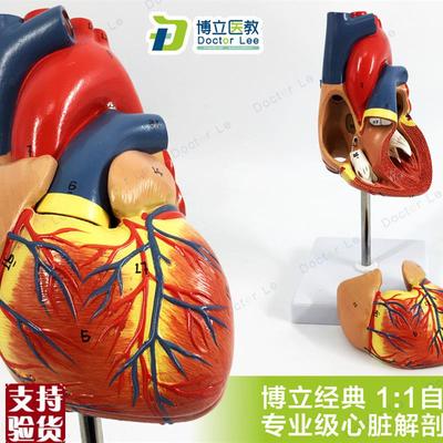 教学仿真1:1人体心脏模s型B超彩超声医学心内科自然大心脏解剖模