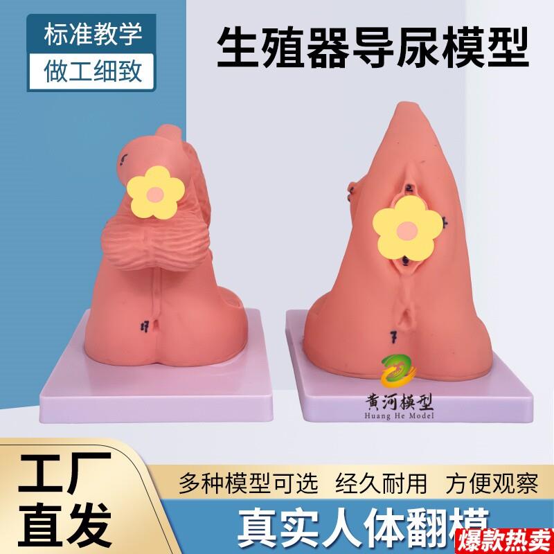 简易导尿训练W演示练习女性内外生殖器解剖男性泌尿系统教学模型