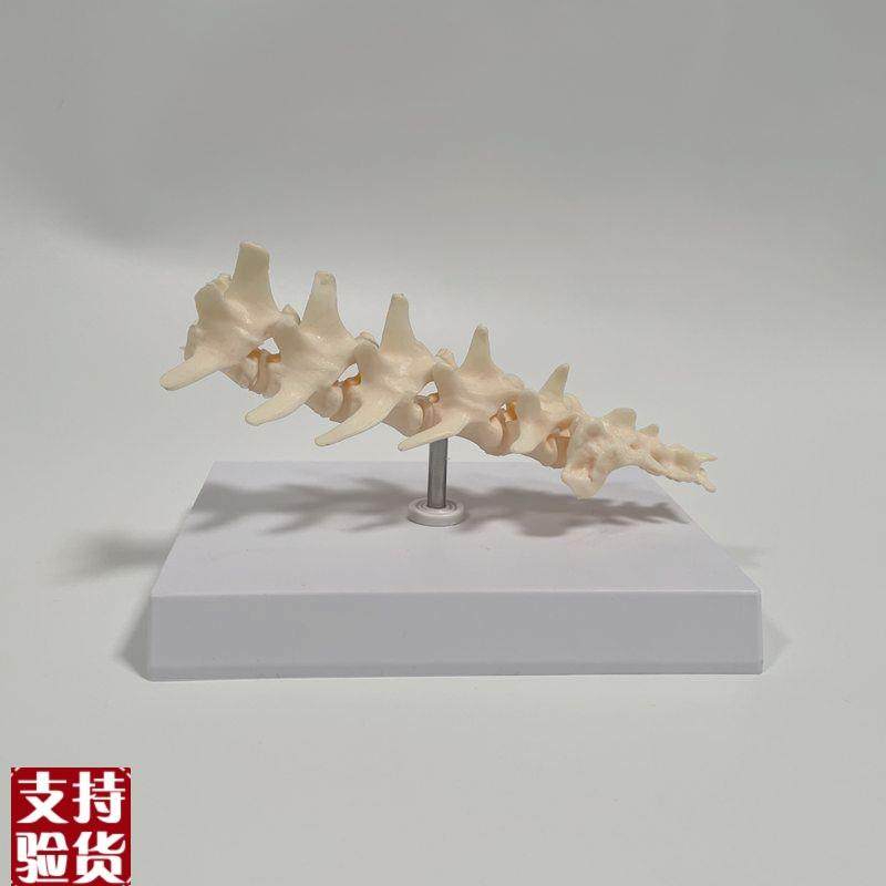 狗腰椎模型犬科骨骼腿骨关节肩胛骨兽医宠物医生T教学仿真标本动,玩具/童车/益智/积木/模型,其他模型玩具,淘宝优惠券,粉丝福利购,淘宝优惠卷