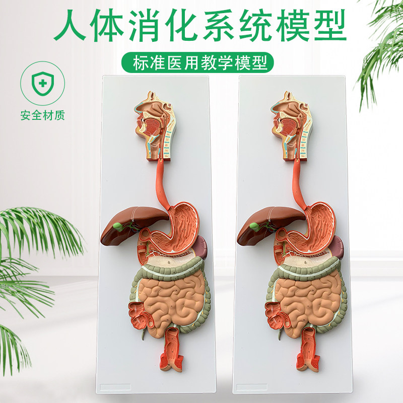 人体消化系统模型内脏器官解剖心脏鼻咽喉肠胃医S院学校用教学教