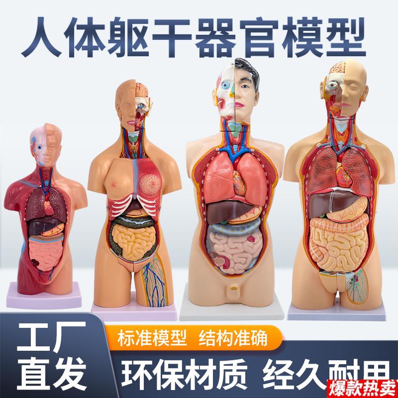 医学内脏人体器官Y结构躯干解剖模型心脏构造儿童可拆装教学玩具