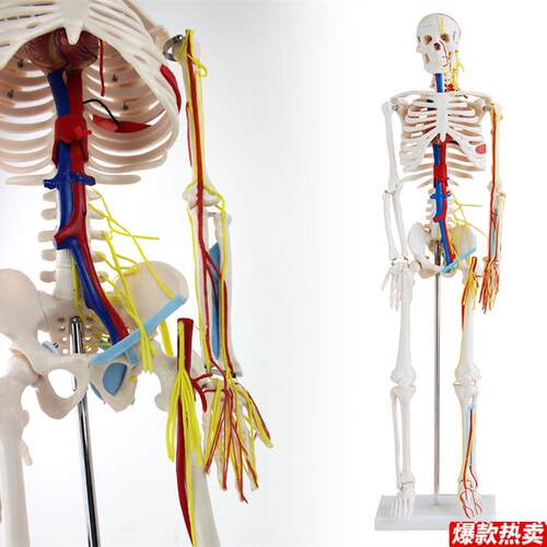 颐诺正品医用8x5CM人体骨骼带心脏与血管模型小针刀骨骼模型