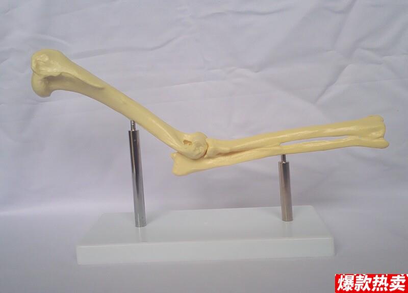 狗肘关节模型桡N骨尺骨肱骨模型动物解剖模型兽医教学模型