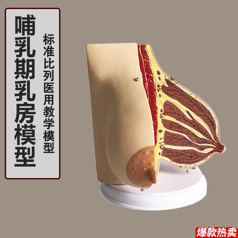 女性已孕哺乳期乳t房解剖模型,孕妇乳房解剖模型催乳师培训模型