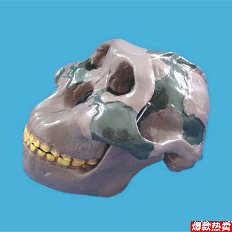 骷髅头(奥尔都文人)头骨模型骨M骼骨架教学模型医用教具
