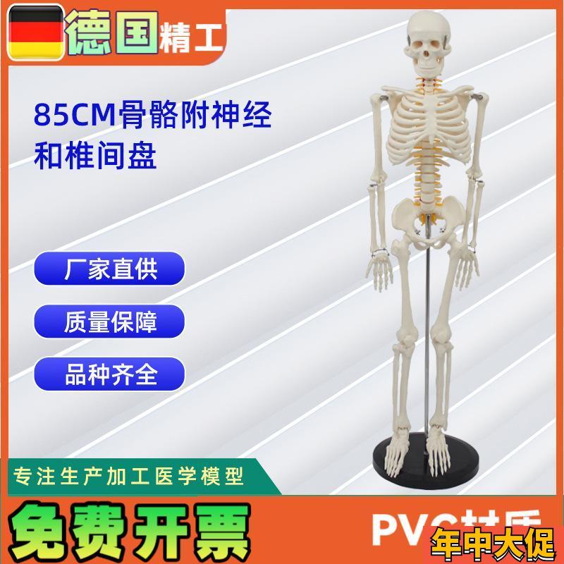 85CM带神经和椎间盘骨骼模型  人S体骨骼教学模型
