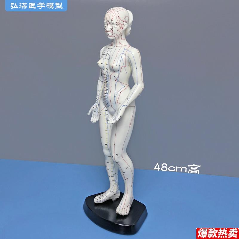 48cm高女性人体针灸穴位模型国标经穴奇穴中医经络k通用教学模具