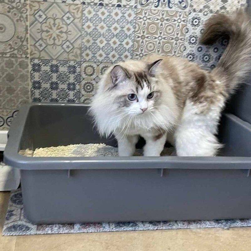 特大号猫砂盆 PP塑料猫砂盆 防外溅大号半封闭宠物猫厕所