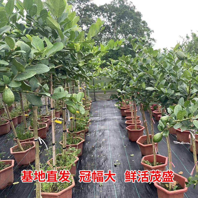精修香水柠檬棒棒糖造型棵盆栽客厅阳台楼顶四季品种,鲜花速递/花卉仿真/绿植园艺,大型绿植/成品组合盆栽,淘宝优惠券,粉丝福利购,淘宝优惠卷