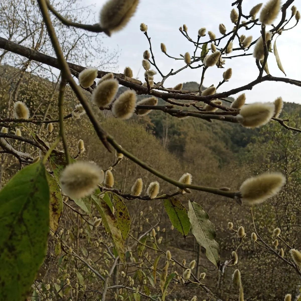 湖北新货辛夷花一斤野生中药材特级精选木笔花新鲜湿货去柄无添加