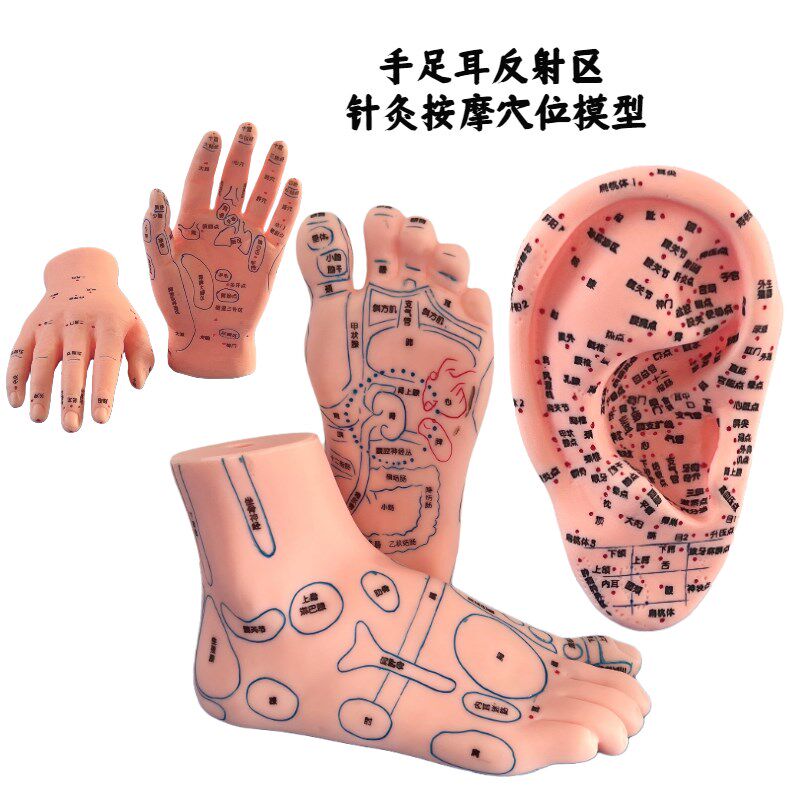 手足耳朵模型经络穴位反射区脚底按摩H保健脚耳穴手足经络中医教