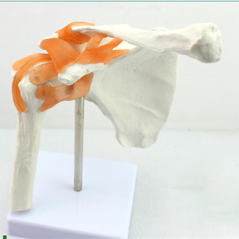 ENOVO颐诺人体肩关节模型盂肱C关节锁骨肩关节镜手术演示体育运