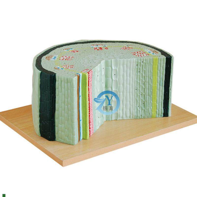 双子叶子植物茎模型B生物教学用模具标本,文具电教/文化用品/商务用品,文创/手作/文化用品,淘宝优惠券,粉丝福利购,淘宝优惠卷