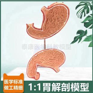 1比1胃解剖模型j拆卸2部件病理胃粘膜消化道器官胃的血管神经分布