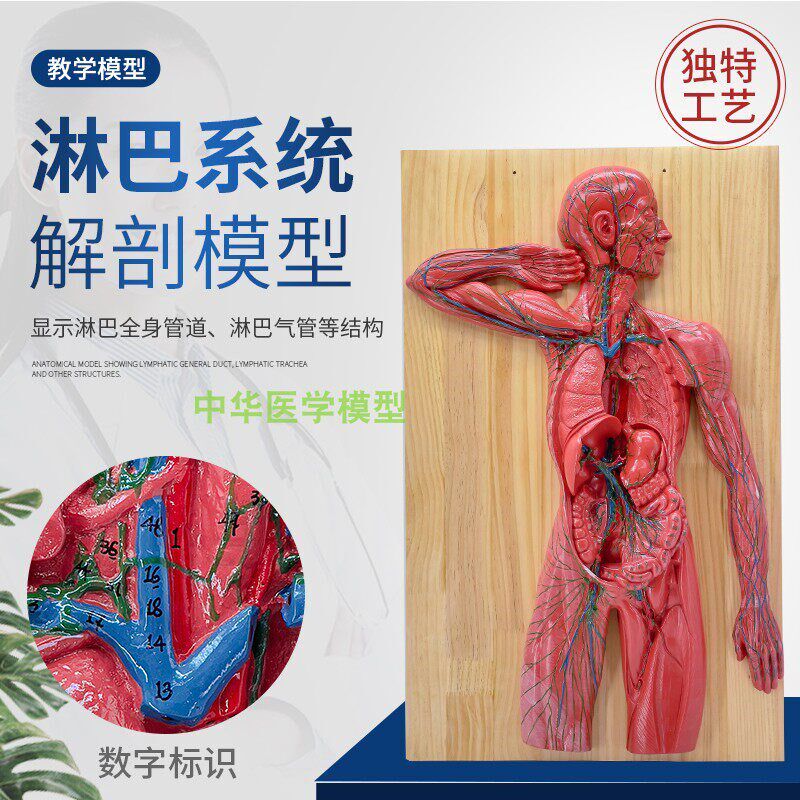 医学人体淋巴系统解剖模型免疫系统E胸腔外科心脏消化器官演示教