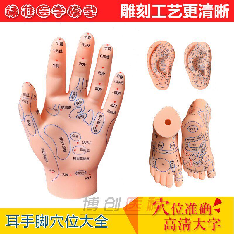 手部足底耳朵模型反射区按摩高清刻字版J中医教学推拿针灸点穴人