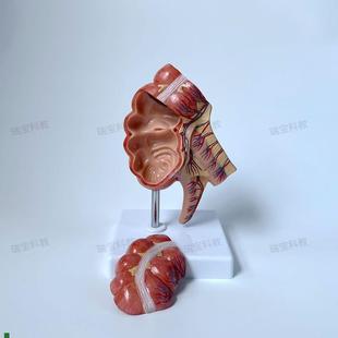盲肠模型回盲部阑尾肠q系膜人体消化道外科解剖教学模具肛肠科医