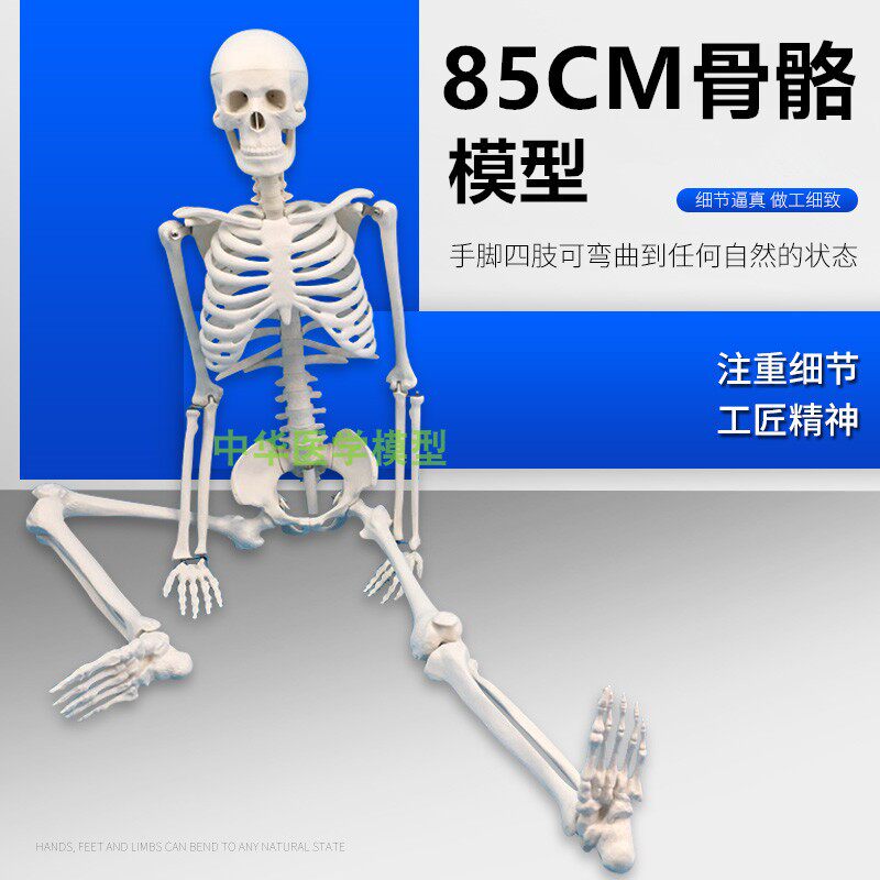人体骨骼模型人骨架模型85CM人骨架人体骨骼标本S医学艺用最高标