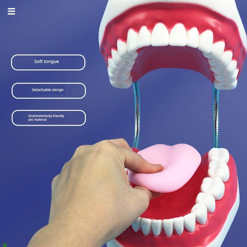 幼儿牙齿护理教学人体牙齿w模型护理6倍放大口腔模型牙齿教学